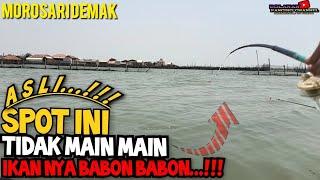 ASLI‼️ SPOT INI TIDAK MAIN MAIN IKAN-NYA BABON BABON//MANCING BELANAK DI MOROSARI DEMAK