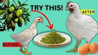 USING MANGO LEAVES POWDER TO CURE DYING CHICKENS & FOR FASTER WEIGHT GAIN