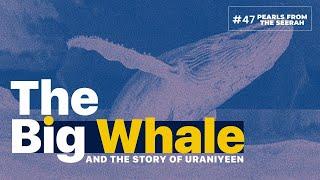 Pearls from the Seerah: 47 The Big Whale & The Uraniyeen