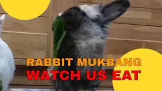 Rabbits eating broadcast with Masterbun & Springy