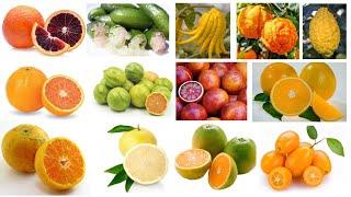 100+ Types of Citrus Fruits