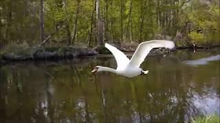 Fliegende Schwäne, Tiefflug mit Starts und Landungen