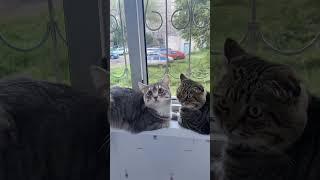 #юмор #котики #марсик #тимоша 