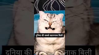 Duniya ki sabse khatarnak billi#youtubeshorts #viral #funny #relatable #shorts