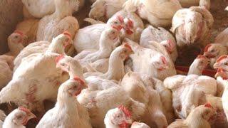 Pollo Para Carne; Incubación y Pollo de Engorde - TvAgro por Juan Gonzalo Angel
