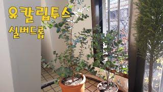 유칼립투스 키우기/가지치기와 순따기로 토피어리 만들기/Eucalyptus plant