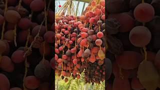 "Why do dates only grow in Arab countries" #shortvideo #shorts