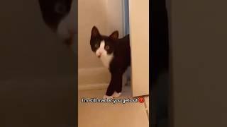 Cats understand English #cat #cats #catlover #funny #funnycat #funnyanimals #cutecat #fyp #foryou