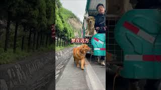 A homeless man is walking on the mountain road with his stray golden retriever