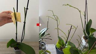 Apply This For Orchids To Produce Abundant Branches Of Flowers! / Flower Branch from Orchid Node