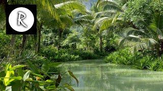 9 HOURS Rainforest │ Jungle Sounds - Natural sound of a rainforest for relaxation, yoga, SPA