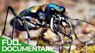 Strategy of Life | Part 1: Nature's Selection | Free Documentary Nature