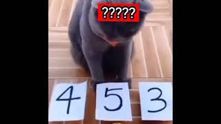 Wise Cat 