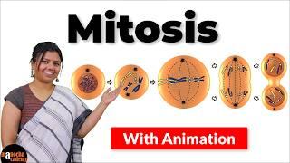 Mitosis Cell Division