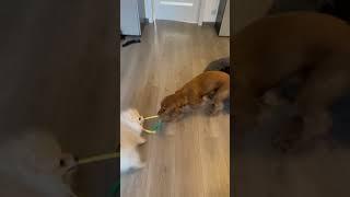 #смешныевидео #смешныесобаки #счастливые #жиза #собаки