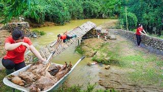 Heavy Floods Destroy Farm And The Newly Built Bridge - Villagers Came To Help Restore The Farm