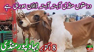 Bhawalpur Cow Mandi Pure Cholistani Ablk Nukre Sahiwal Bachre Fresh Update | Chand TV Punjab Farming