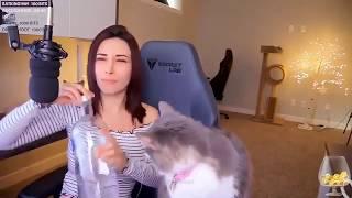 Alinity feeds her cat Vodka on Twitch stream