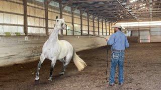 Troubled Horse needs help Accepting the Saddle Pad