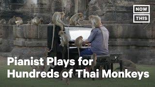 Musician Plays Piano for Wild Monkeys in Thailand | NowThis