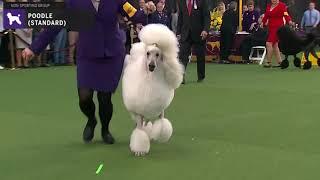 Poodles Standard | Breed Judging 2020