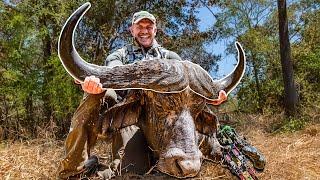 Bowhunting A MONSTER Cape Buffalo | 100% Free Ranging |