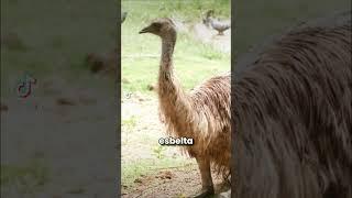 Emu VS Avestruz #vidasalvaje #naturaleza #animales #shortvideo