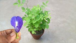 How to grow aparajita / blue pea plant / butterfly pea plant / easily at home