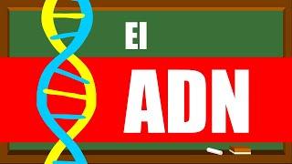 ¿Cómo funciona el ADN?  Ácido Desoxirribonucleico