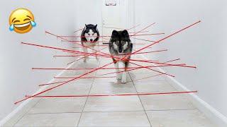 My Huskies Attempt Impossible Laser Maze!