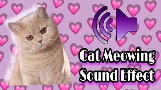 Funny Cats Kitten Meowing Sound Effect 2. With actual cat video