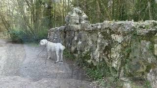 2022-03-23 Ellie's Walk  -  Lough Key Forest Park