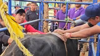 Santa Catarina Yahuio | Jaripeo Ranchero Tradicional | 26 De Noviembre 2023.