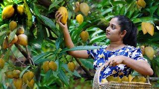 Freshly Harvested Egg Fruits! We Made Sweet and Creamy Egg Fruit Pudding And Canistel Fruit juice