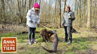 Schwimmkurs für die Fischotter | Reportage für Kinder | Anna und die wilden Tiere