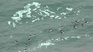 Razorbills in the sea near Hells Mouth in Cornwall