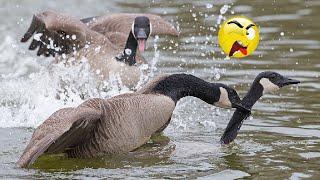 Vicious Goose Fight While I am Fishing