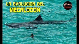 MEGALODONES Y TIBURONES – Evolución del Megalodon