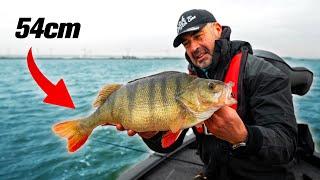 AMAZING BIG PERCH OF 54 CM & 2,95 KILO | Pierre Monjarret & Evert Oostdam fishing in the Netherlands