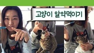 고양이 쉽게 약먹이는 팁