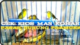 cek kios mas kohar pasar burung pramuka