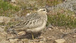 Dotterel. St Agnes Head. Cornwall.