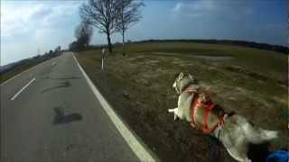 Nanook - Husky rennt 40 Km/h / Training am Fahrrad / Bikejöring / Husky runs 25 mph [HD]