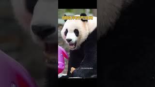 #国宝熊猫 神树坪就是多帅宝贝，你看这位宝宝怎么样，窝窝头显气质
