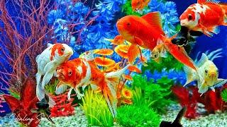 Relaxing Music to Relieve Stress - Beautiful Relaxing Coral Reef Fish  Relaxing Meditation Music