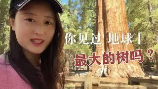 美国巨杉到底有多大？红杉树&国王峡谷国家公园 Sequoia & Kings Canyon National Park