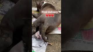 Pitbull baby delivery,pitbull giving birth ️