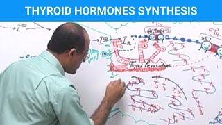 Thyroid Hormones Synthesis | Thyroid Gland ‍️