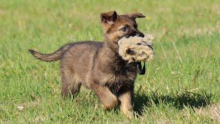 Incredible Genetic Bite Drive at Just 8 Weeks Old! | Kraftwerk K9 German Shepherds