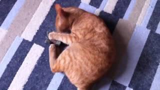 Princess and Pawpurr Catnip Wrestling